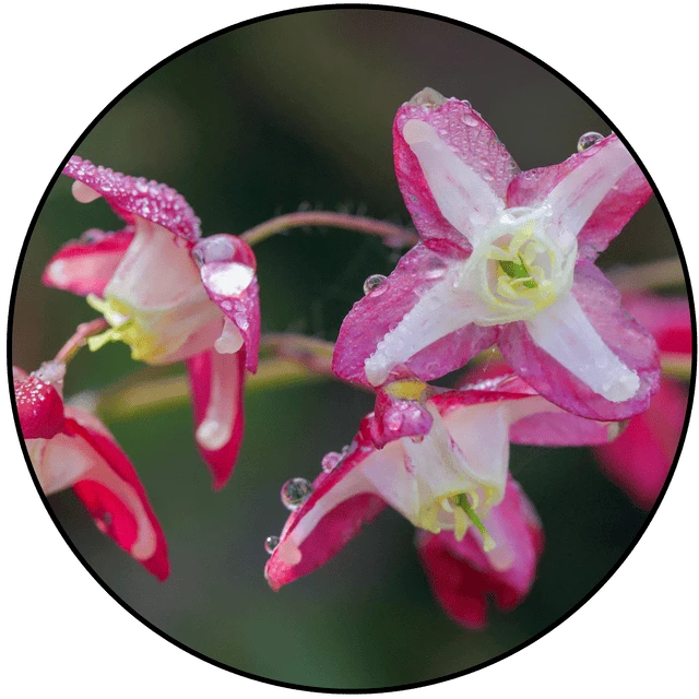 Epimedium extract included in Booster Brew