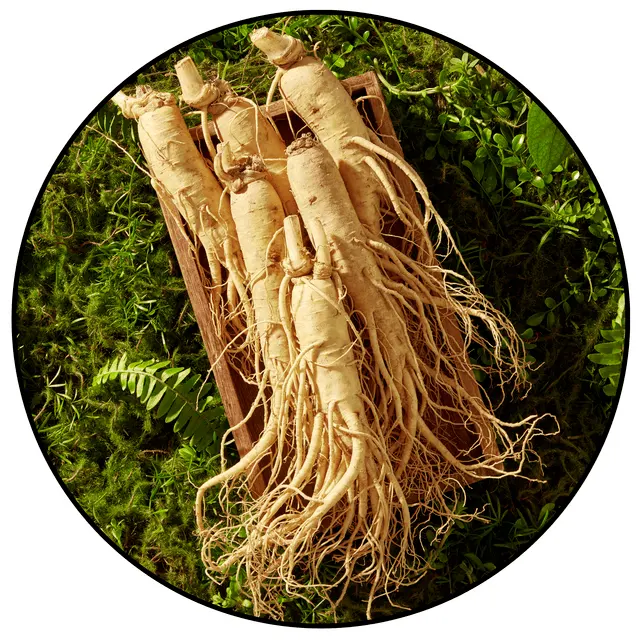 Panax Ginseng ingredient found in Booster Brew